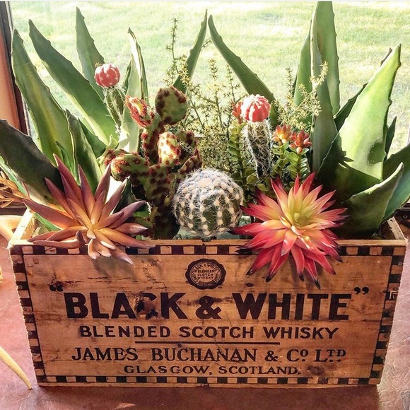 Meet your Posher, Jimmie - Picture 1 of 1